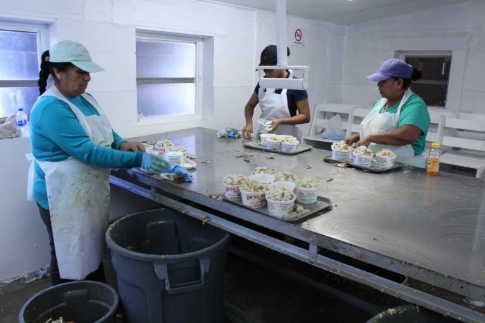 Women wearing aprons pack crab meat into plastic containers at a steel table.