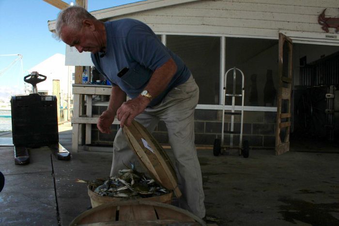An older white man bends over a bucket of fish.